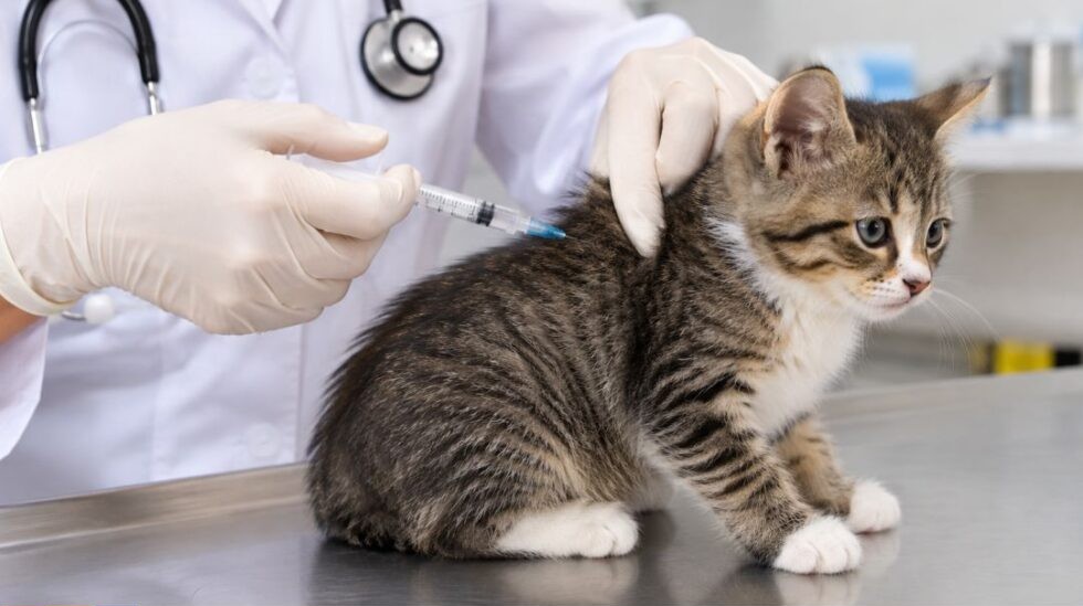 Socorro vacina pets contra a raiva no dia 29